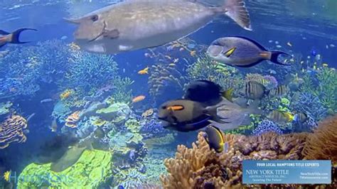 aquarium webcam|Live Webcams of Aquariums around the world